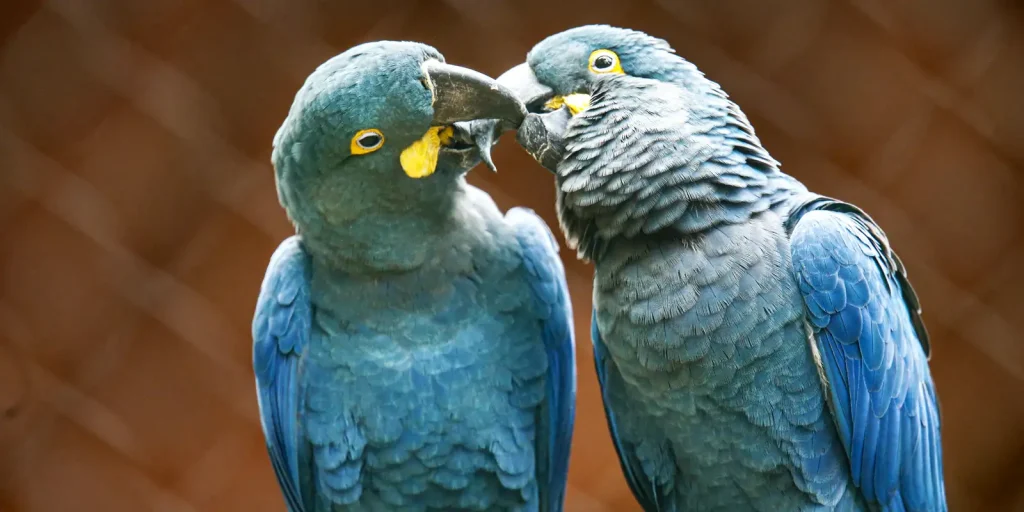 campanha-alerta-sobre-glamorizacao-de-animais-silvestres-online