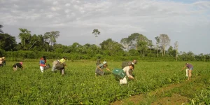 produtores-afetados-por-estiagem-no-rs-podem-renegociar-credito-rural