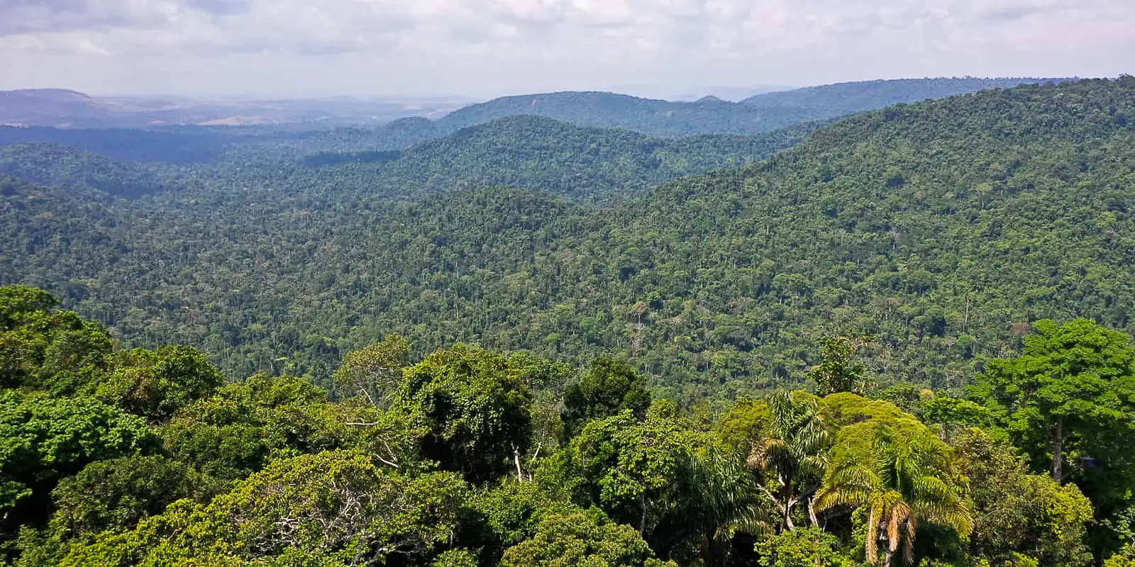 amazonia-precisa-de-83%-de-especies-preservadas-para-continuar-de-pe