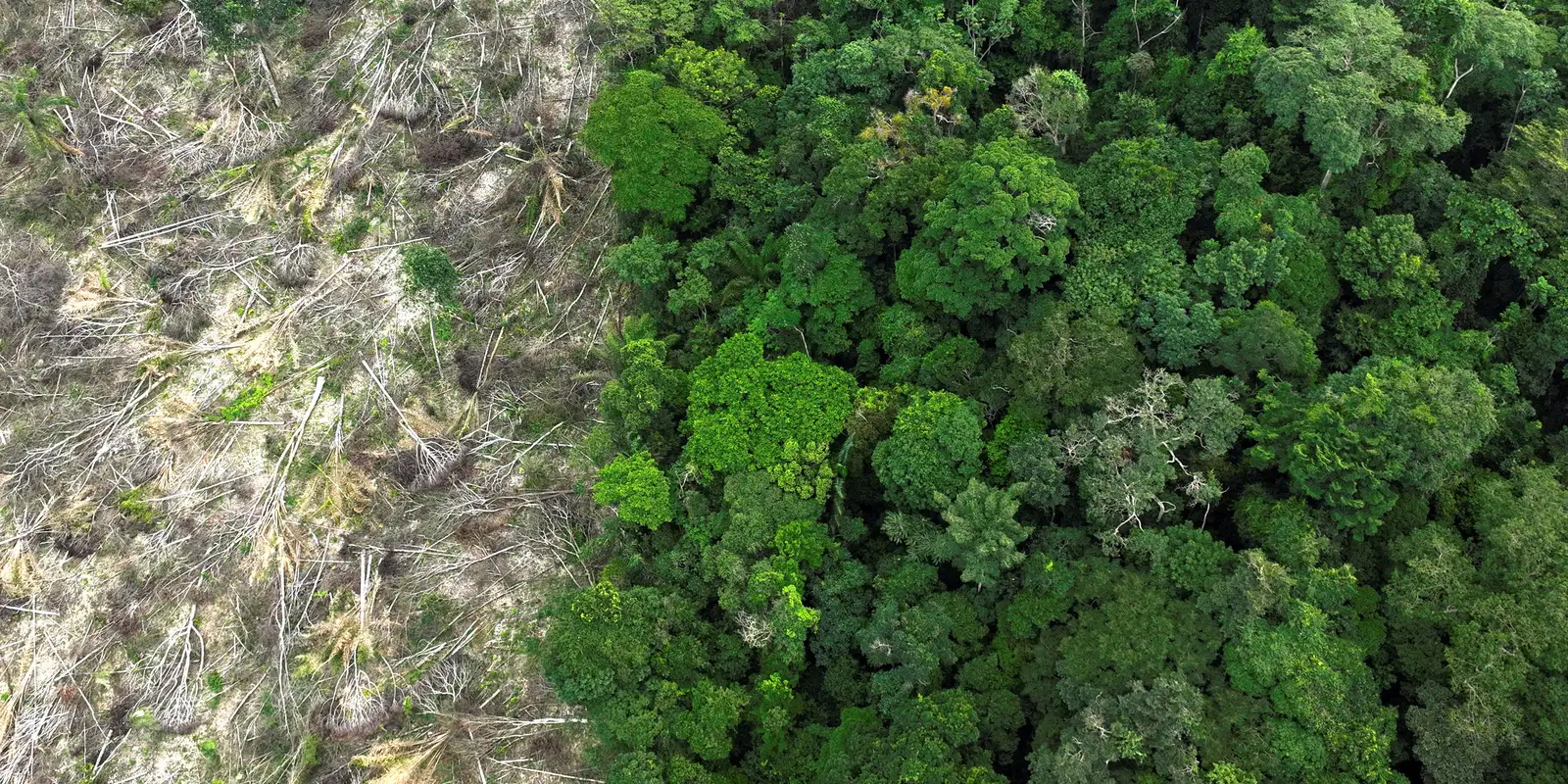 brasil-conta-com-novo-centro-de-pesquisas-para-recuperacao-da-amazonia