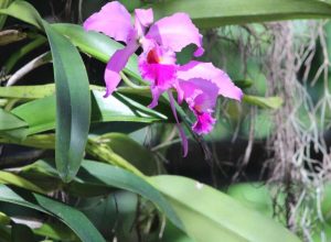 orquidea-“rainha-do-sertao”-e-reconhecida-como-simbolo-do-ceara