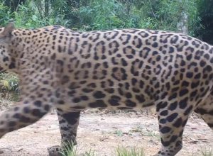 onca-pintada-e-peixe-boi-tem-genomas-mapeados-em-alta-qualidade