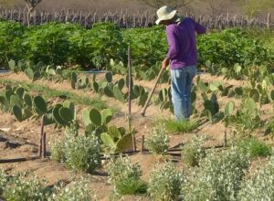 estudo-mostra-ganhos-necessarios-para-vida-digna-em-areas-do-semiarido